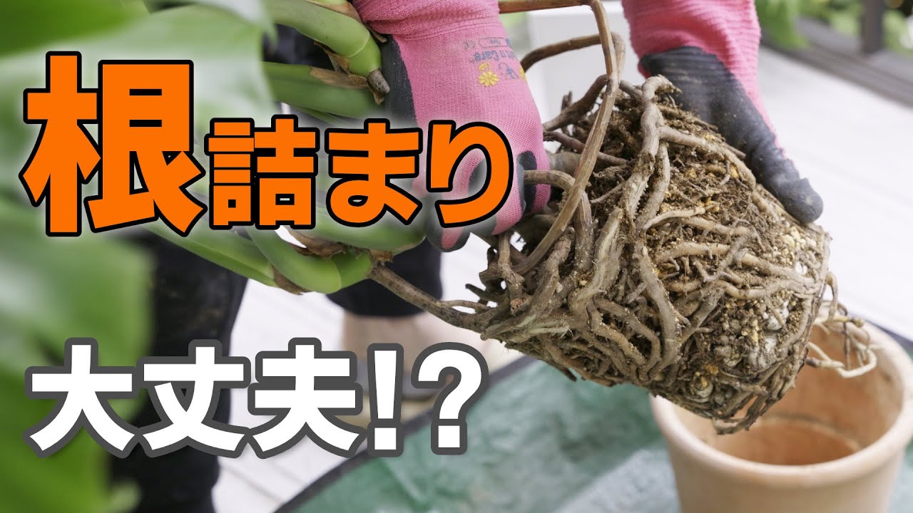 【根詰まり】のサインを見逃さないで ~モンステラの植え替え~