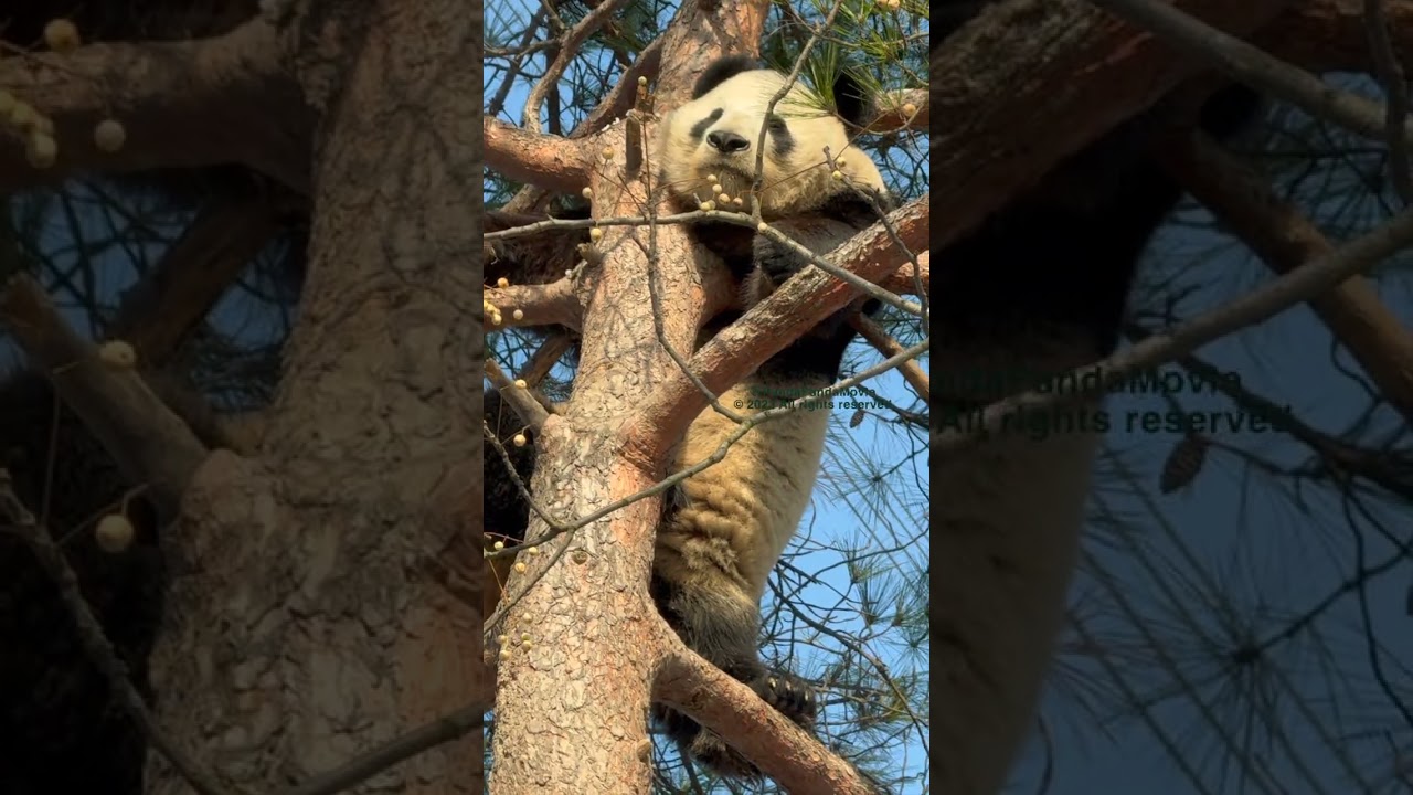 LOL Austrian-born panda Fu Bao enjoying high leveled napping. 福豹爬高小憩