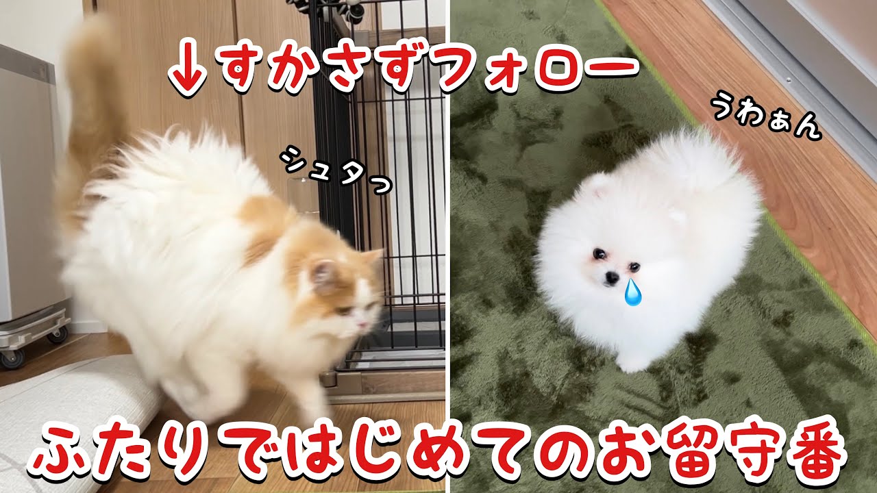 はじめてのお留守番で泣きわめく子犬をすかさず助けに行く猫に涙涙でした【成長記録19】