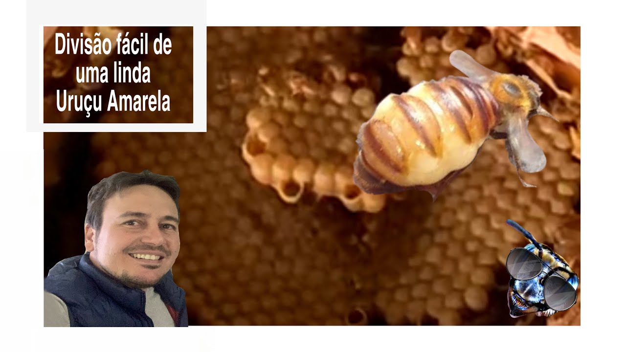 Divisão de Uruçu Amarela - Como obter uma caixa filha de Bugia, de forma simples.