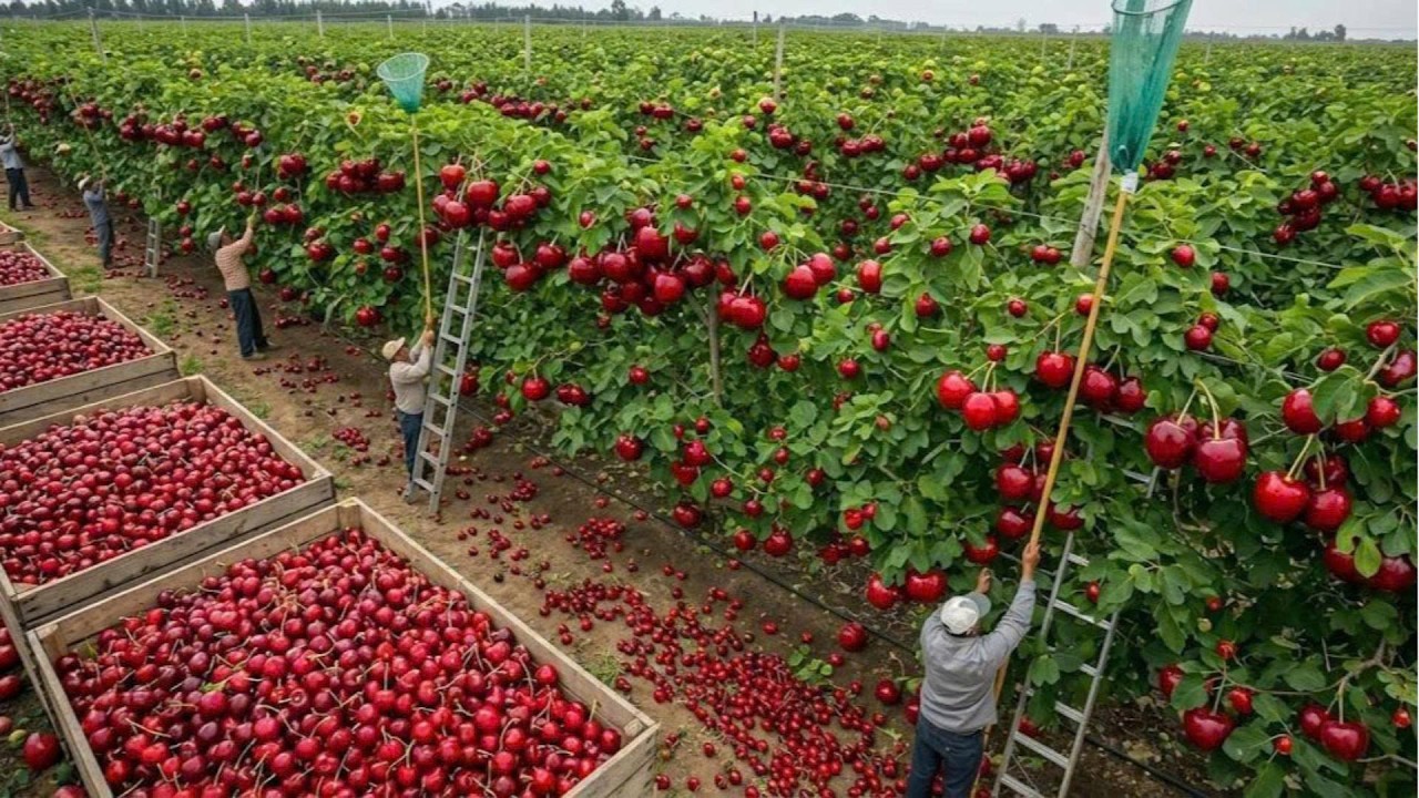 From giant cherry trees to branded products—a process that handles 10,000 old-growth trees every day