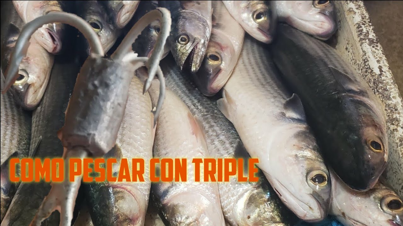 COMO PESCAR LISAS GIGANTES CON ROBADOR A MANO // PESCA y prepara