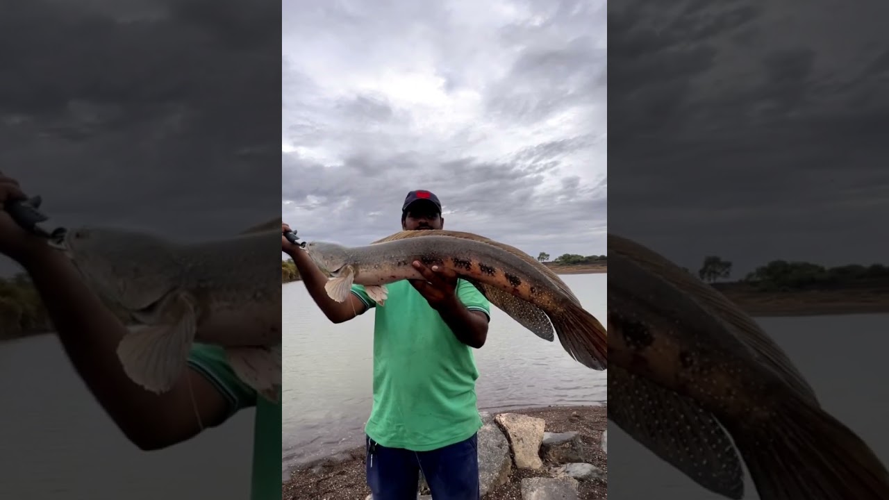 BULL🐂Size || Giant Snakehead fish catch || Murral Fishing