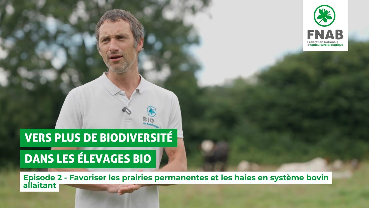 Favoriser les prairies permanentes et les haies en système bovin allaitant 🐮