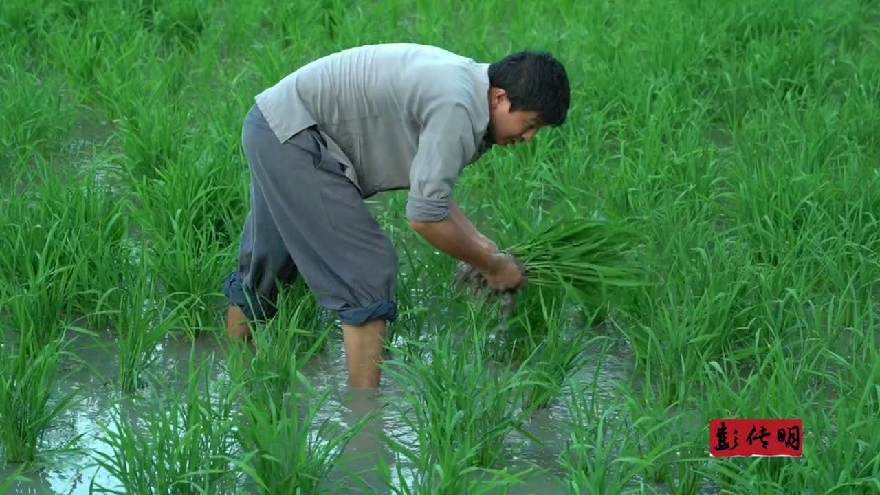 Simple Life: From Sowing to Harvest, Embrace Nature's Bounty