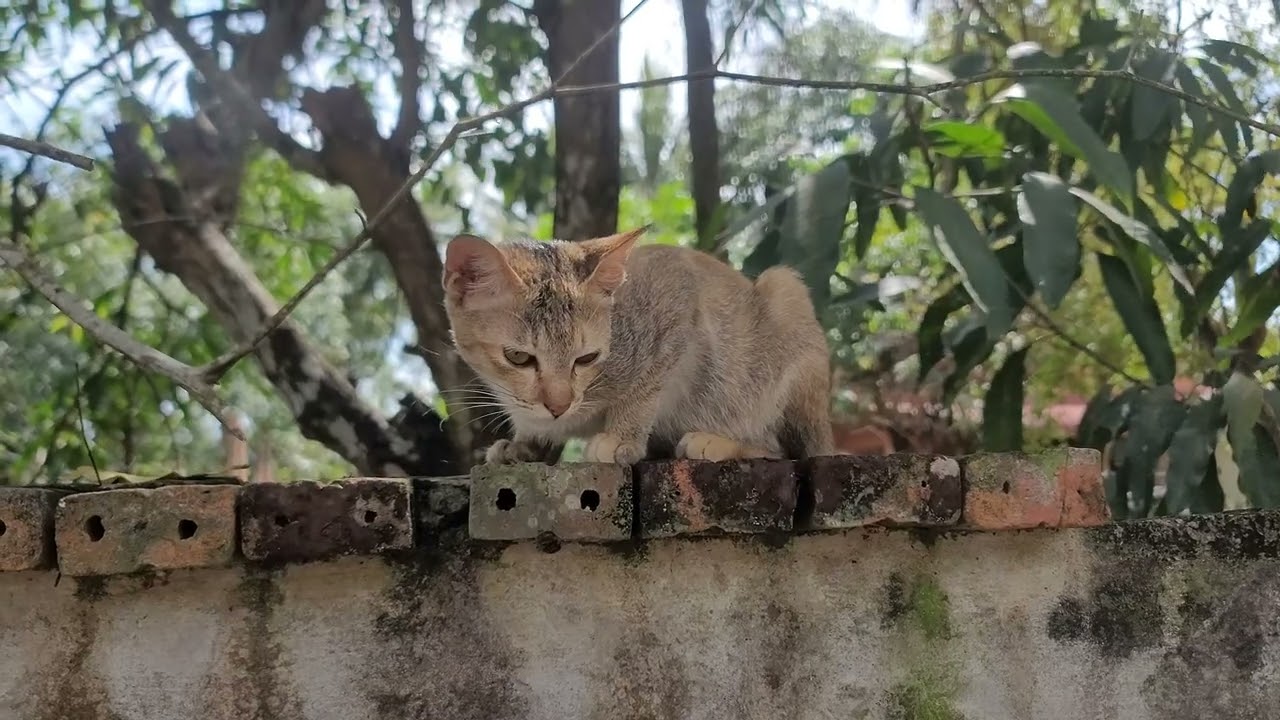 Peaceful Day with My Cats 🐾🌤️ Nature Sounds & Cozy Outdoor Moments