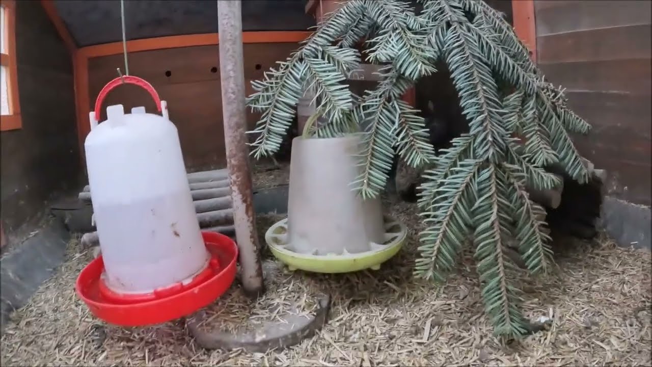 Quail home farming - a visit to a small backyard quail aviary