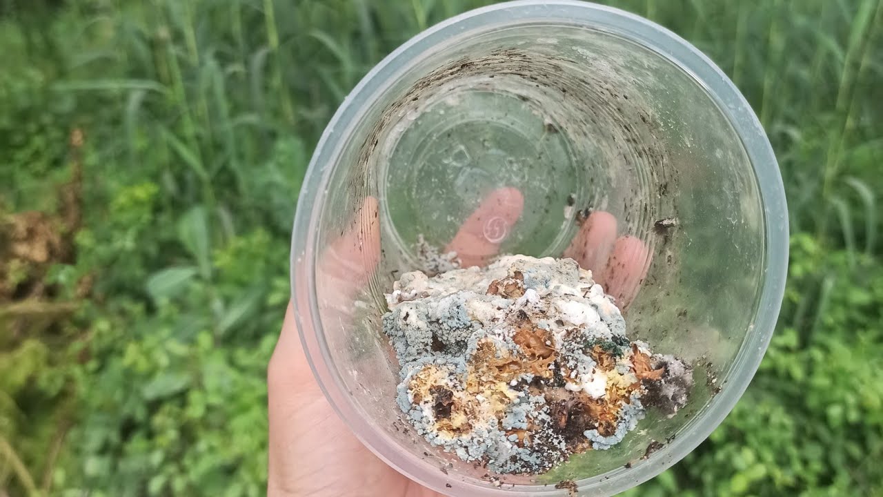Cómo capturar e identificar MICROORGANISMOS DE BOSQUE 🦠 diferente biodiversidad microbiana 🧬