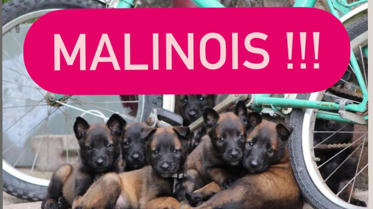 Mituri și adevăruri despre Malinois - ce trebuie să știi