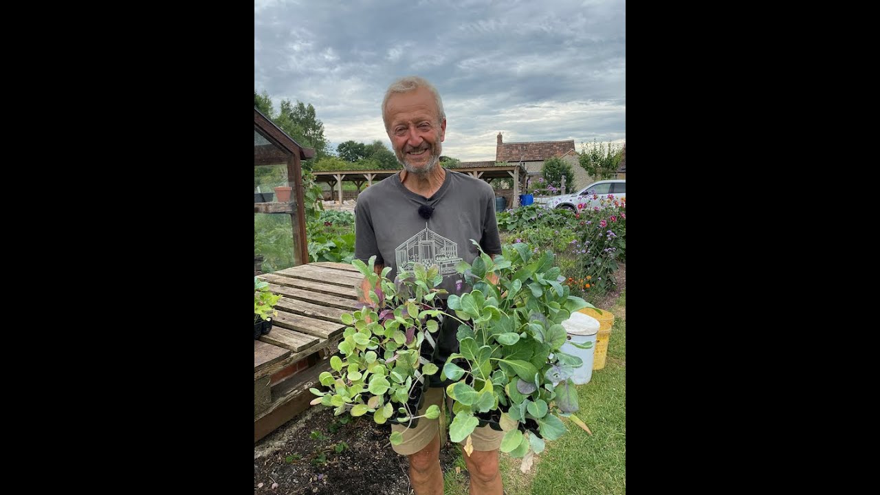 How different composts affect plant growth after 8 weeks in modules