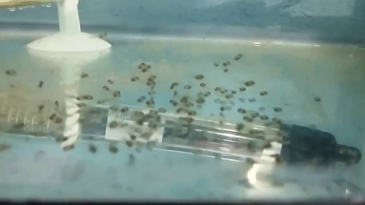 Reproduccion del pez escalar