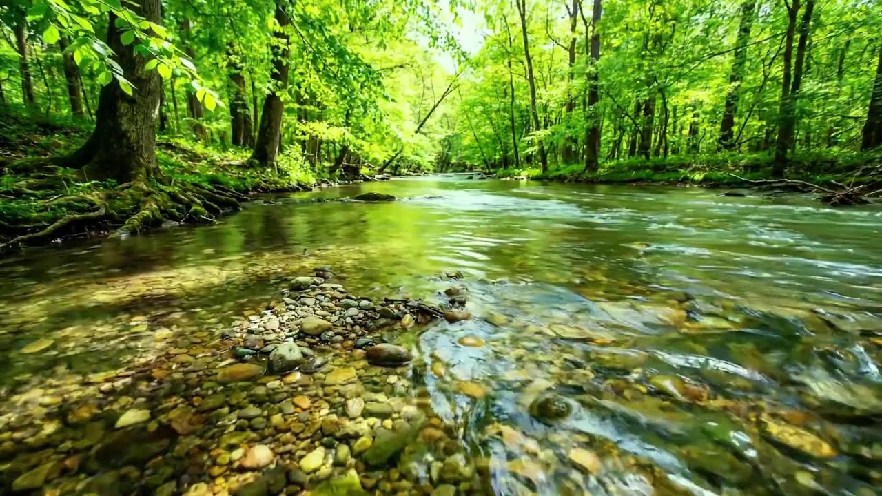 Relaxing Water Sounds with Birds Singing, Peaceful Nature Ambience for Study and Deep Meditation