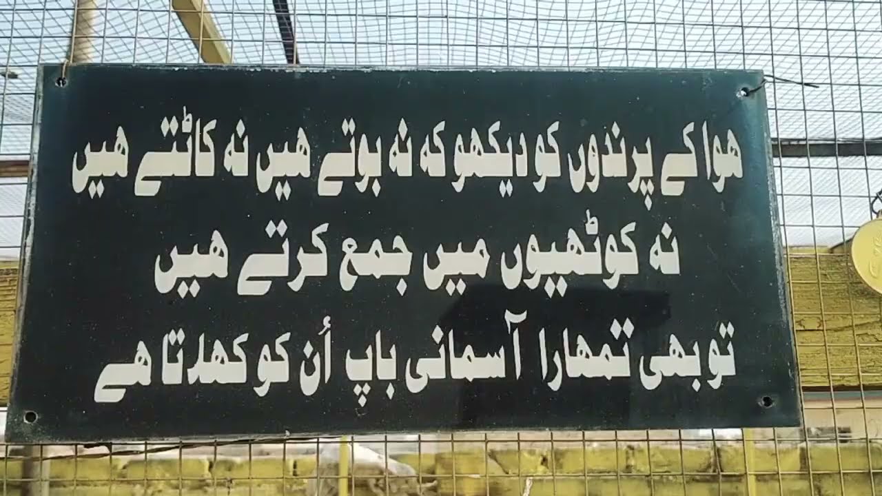 Pigeons setup|#kabutarbazi#pigeonscorner #pigeonsetup#hashimmahmoodpigeons #khokharpigeonsclub