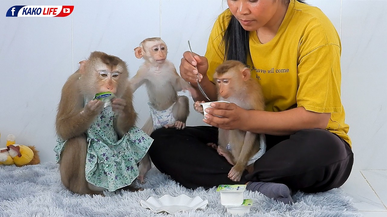 Obedient Luka's Family Enjoying Favorite Yogurt