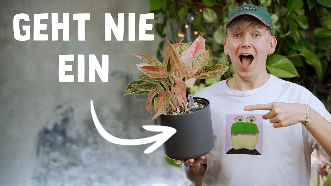 Zimmerpflanzen an schattigen Standorten: 11 Tipps, die WIRKLICH funktionieren 💡