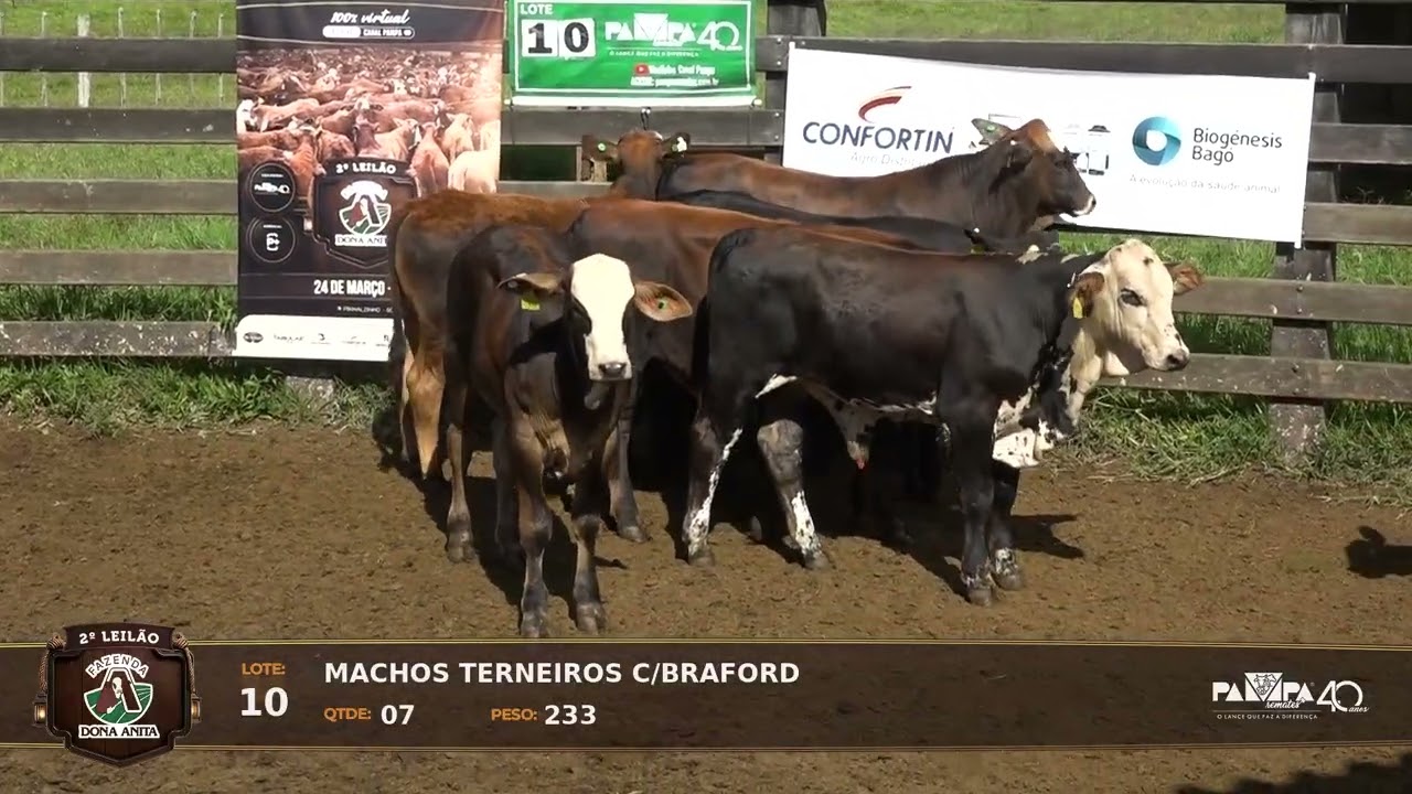 LOTE 10 - 2° Leilão Virtual Fazenda Dona Anita, PINHALZINHO/SC - 24/03/2026 19:00h