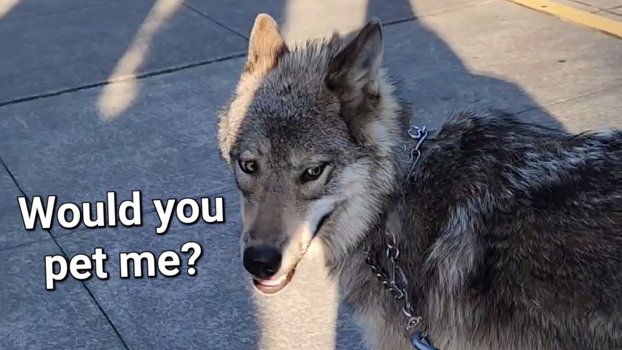 Wolf's reaction to strangers in public vs.at home! #petwolf #wolfpup #wolfdog