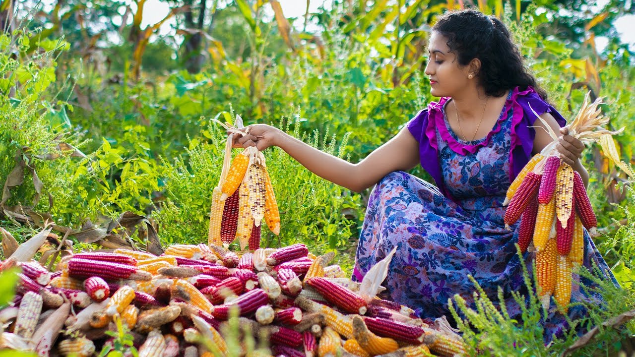 Learn How to Cook Sri Lankan Corn Recipes 🌽 Traditional Recipes Using Multi-Colored Corn Kernels
