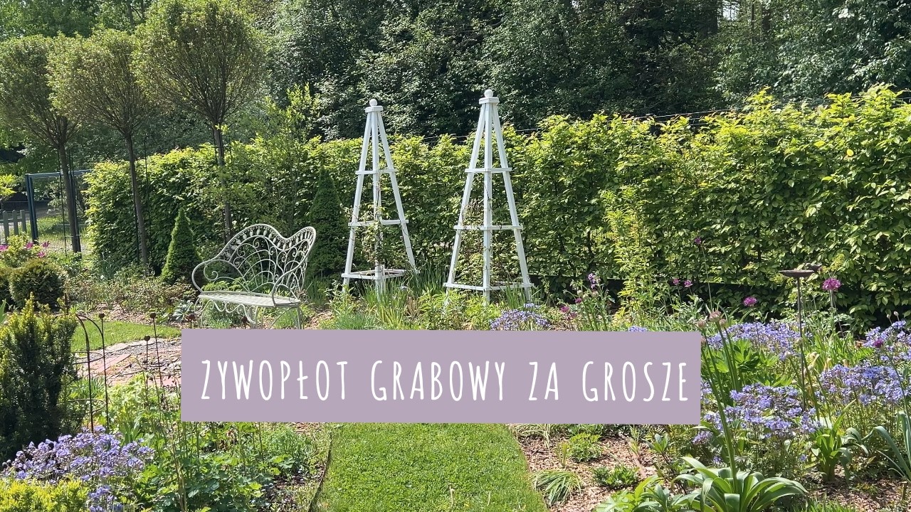 Najtańszy żywopłot do ogrodu? 🌿 M&oacute;j grab po 5 latach | susza i byliny