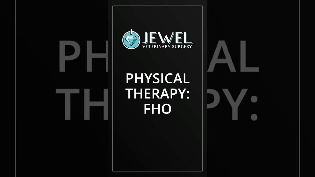 Physical Therapy for Pets after Surgery: FHO Recovery Exercises