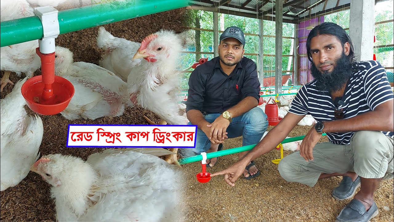 মুরগির খামারে রেড কাপ স্প্রিং ড্রিংকার ব্যবহারের সুবিধা জেনে নিন || 01988883103