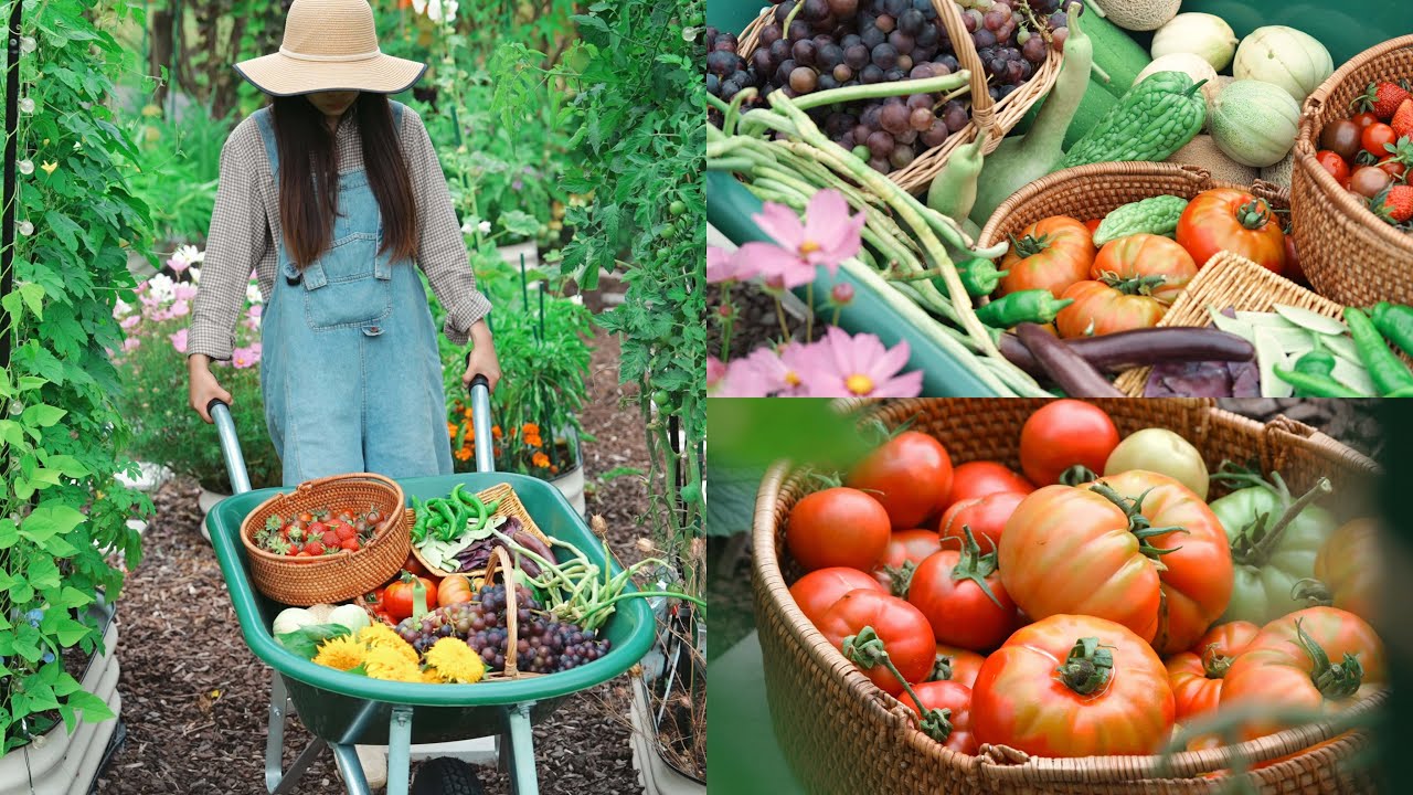Summer Harvest in My New Zealand Garden: Massive Tomatoes, Melons, Veggies & Grapes!