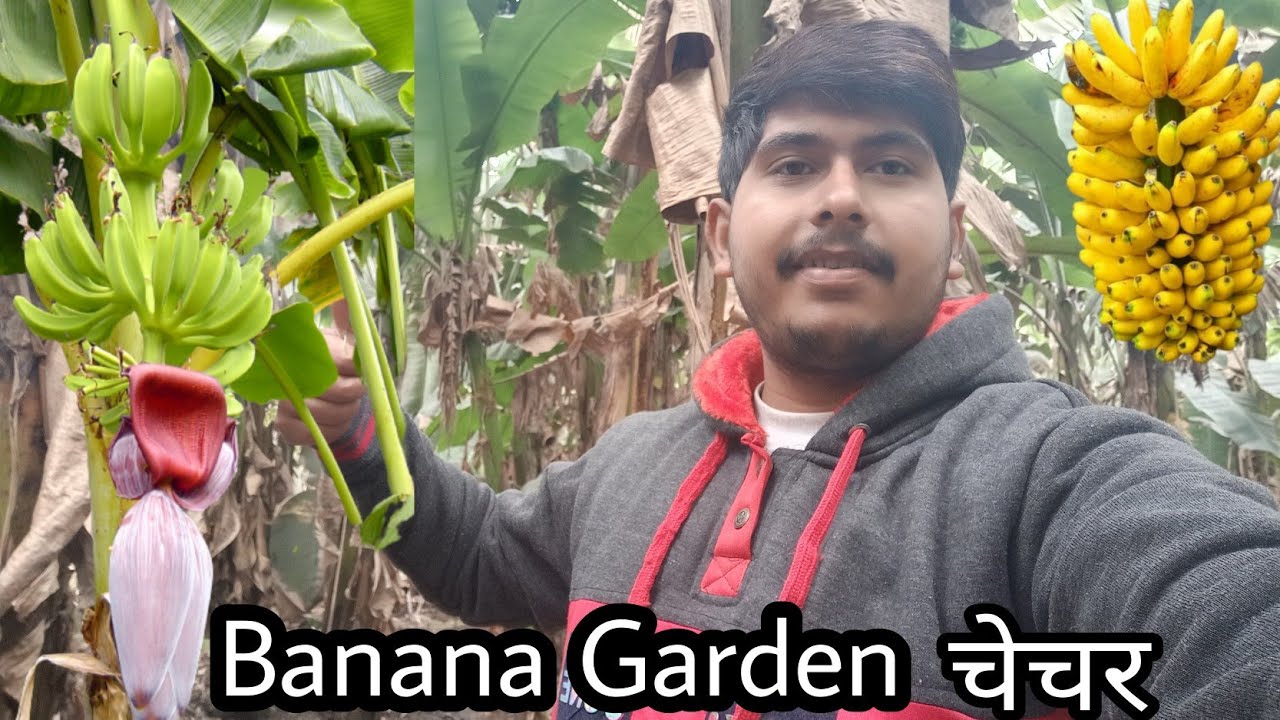 Banana Garden Chechar | Hajipur Famous Banana 🍌 | Vlog