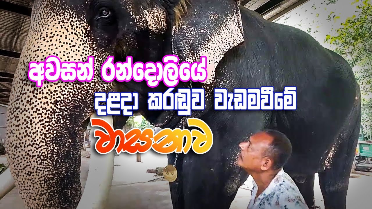 අවසන් රන්දෝලිය ගෞරවයෙන් වඩම්මන්න අජිත් මාමගෙන් වාසනාට ආදරණීය උපදෙස් #වාසනා #daladaperahera
