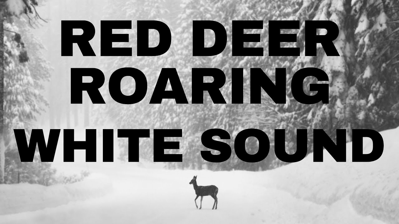 ONE HOUR | Red Deer Roaring | White sound