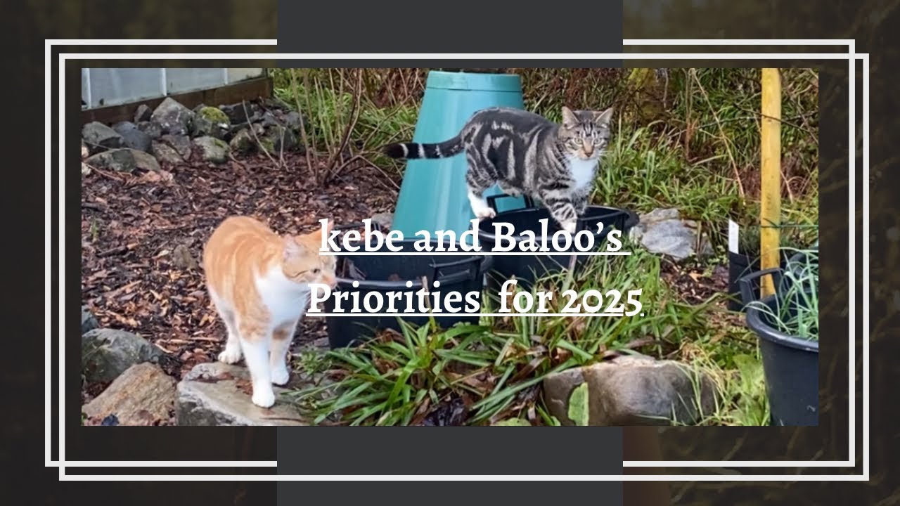 Kebe And Baloo’s Priorities For 2025 | Cats Keep Life Simple