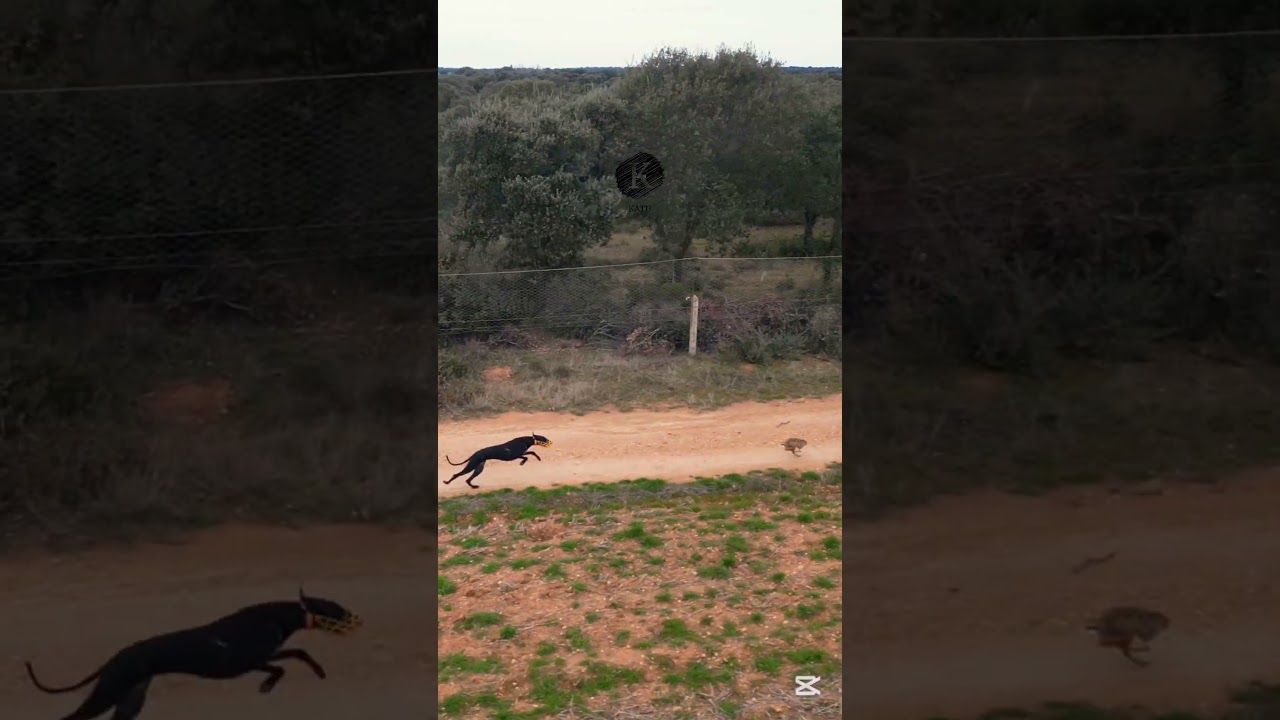 Carrera de galgos y liebre  / #galgos  #federaciongalgos #galgosdron #dji   #drongalgo  #katudron