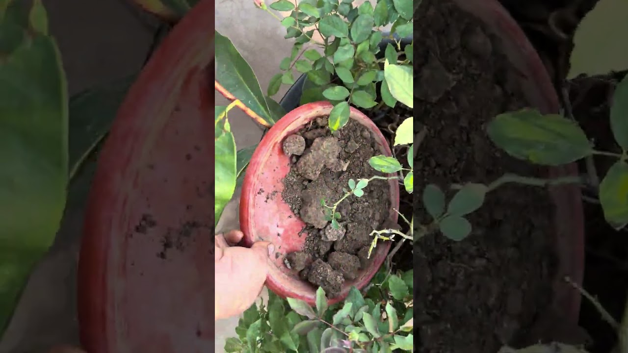 #rose plant ki eruvu # ఏమి వేసానో చూడండి.