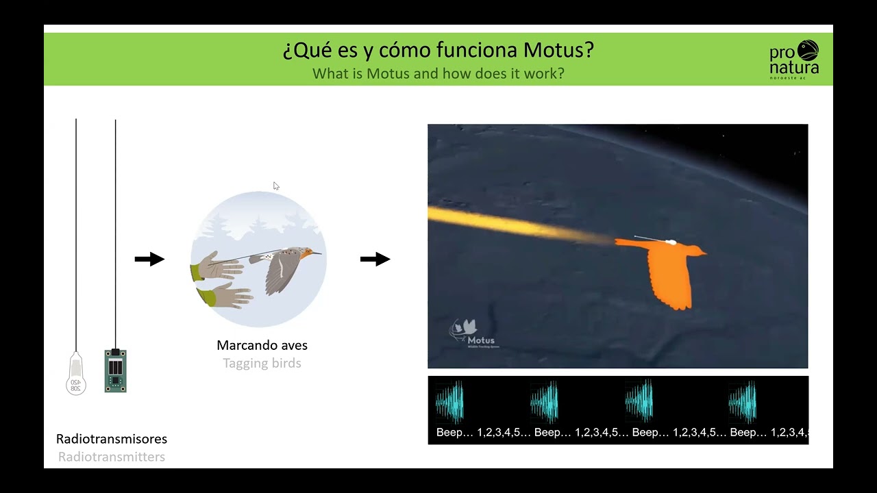 Migration Ecology Subcommittee March 2025: MOTUS technology and its growth in Latin America English
