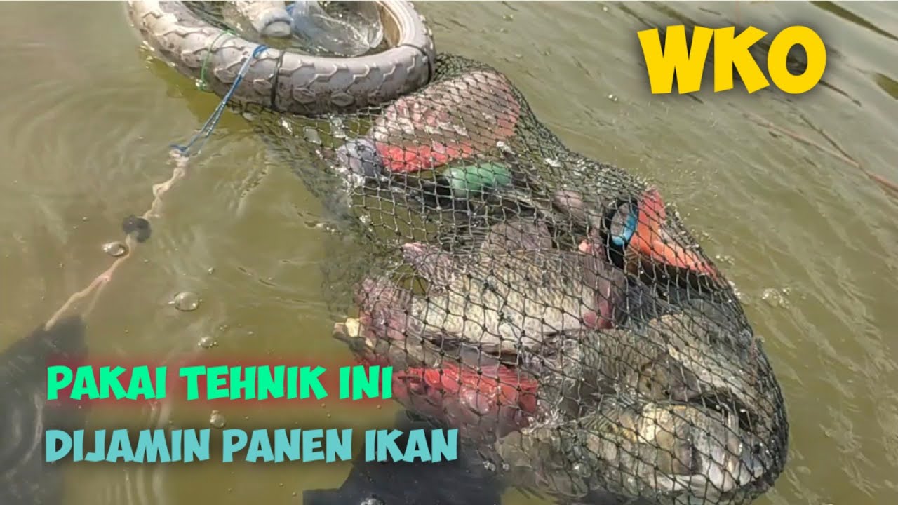 MANCING DI WADUK KEDUNG OMBO, PAKAI TEHNIK INI DIJAMIN PANEN IKAN 😁 #fishing #mancing #fish