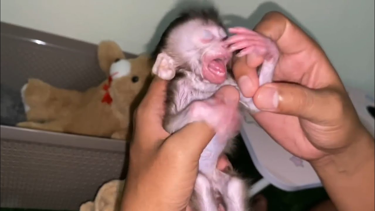 NEWBORN BABY MONKEY GETS VERY 4NGRY WHEN ITS FINGER IS REMOVED FROM ITS MOUTH