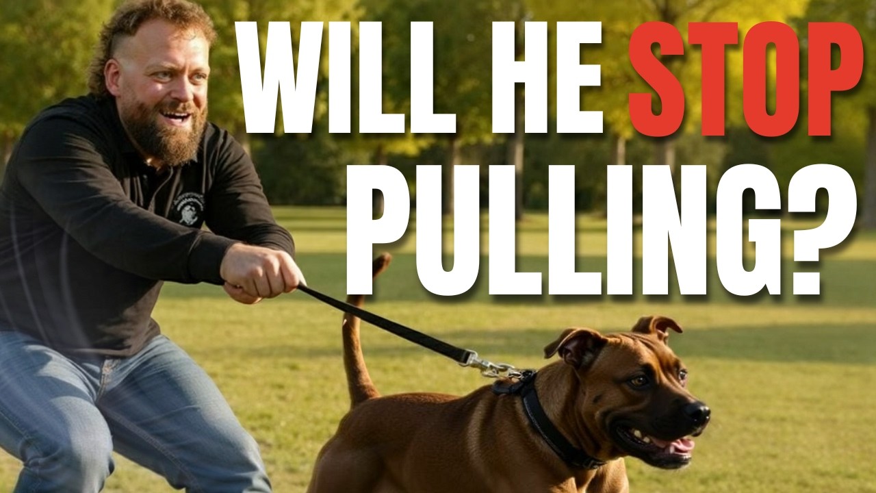 The FASTEST Way to Fix Leash Pulling for Good