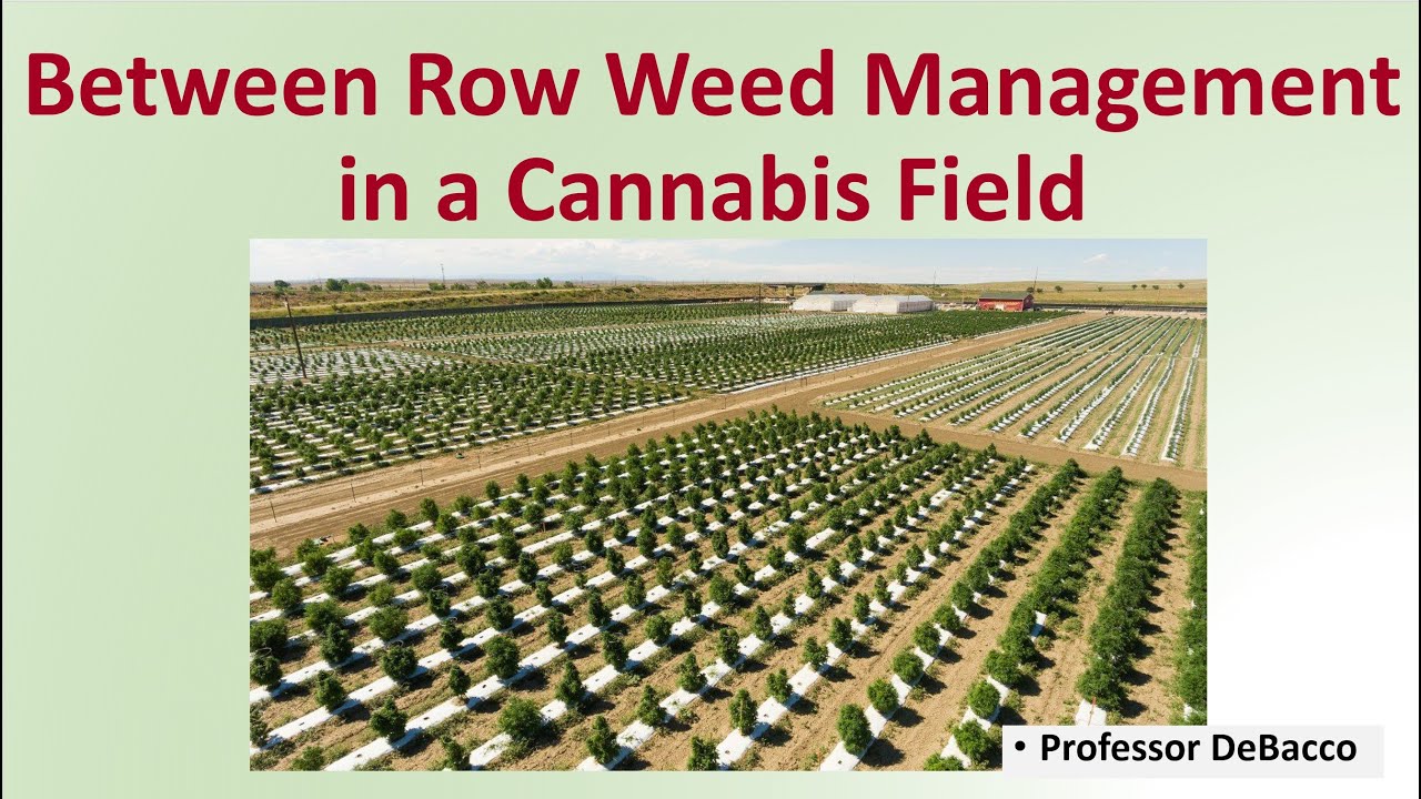 Between Row Weed Management in a Cannabis Field