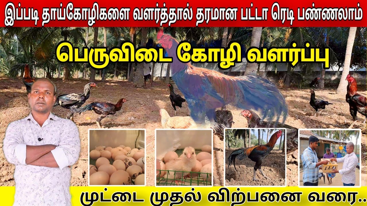 இயற்கை முறை பெருவிடை நாட்டு கோழி வளர்ப்பு | peruvidai koli valarpu tamil | peruvidai kozhi