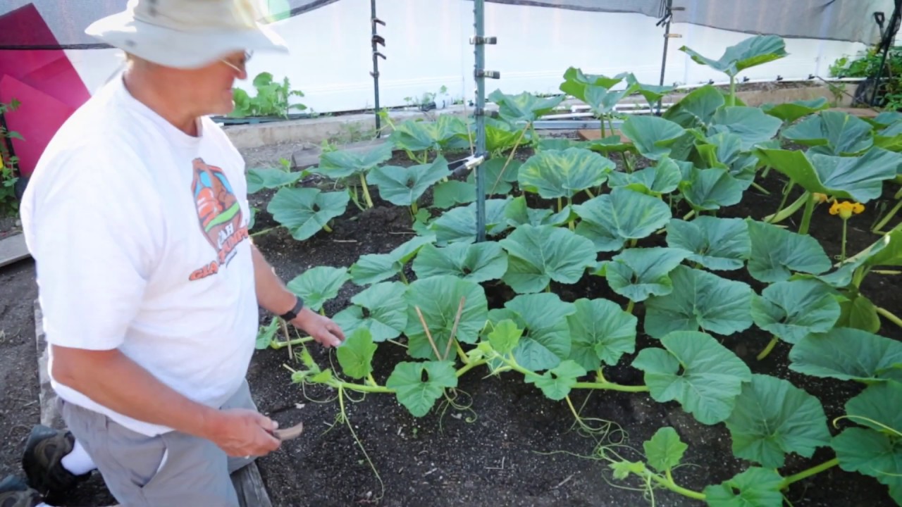 How to Prune Vines on a Giant Pumpkin