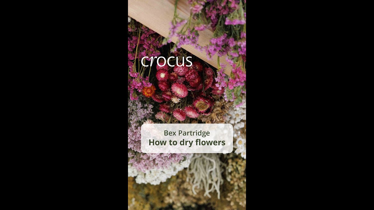 How to dry flowers with Bex Partridge