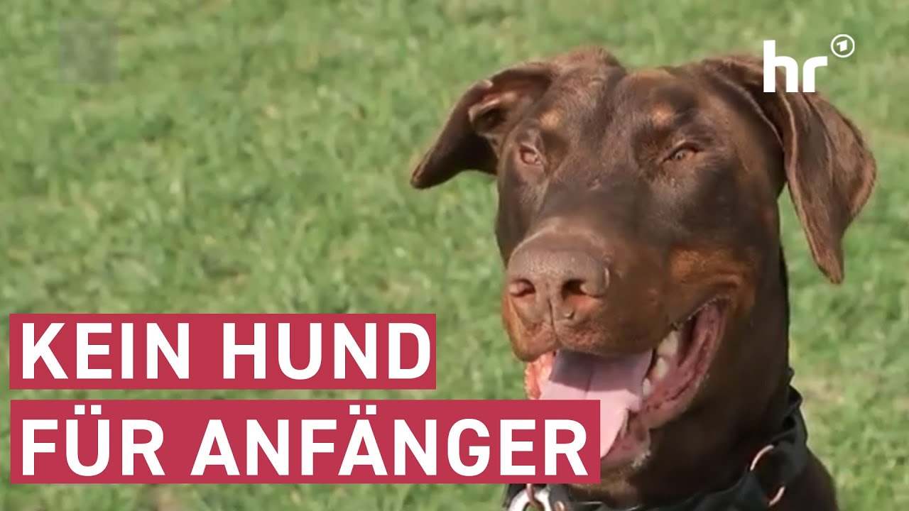 Wer ist für einen Dobermann geeignet? | maintower