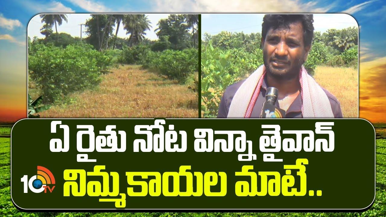 More Income In Taiwan Lemon | ఏ రైతు నోట విన్నా తైవాన్ నిమ్మకాయల మాటే.. | Matti Manishi | 10TV News