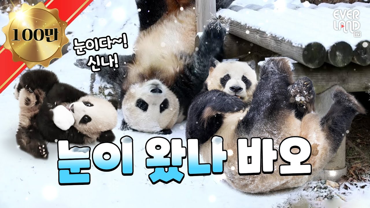 [ENG] 러바오 심은데 푸루후 난다🤣 눈만 보면 물구나무서기 선보이는 바오가족 ㅋㅋㅋ│#판다와쏭 #139 #아이러푸루후