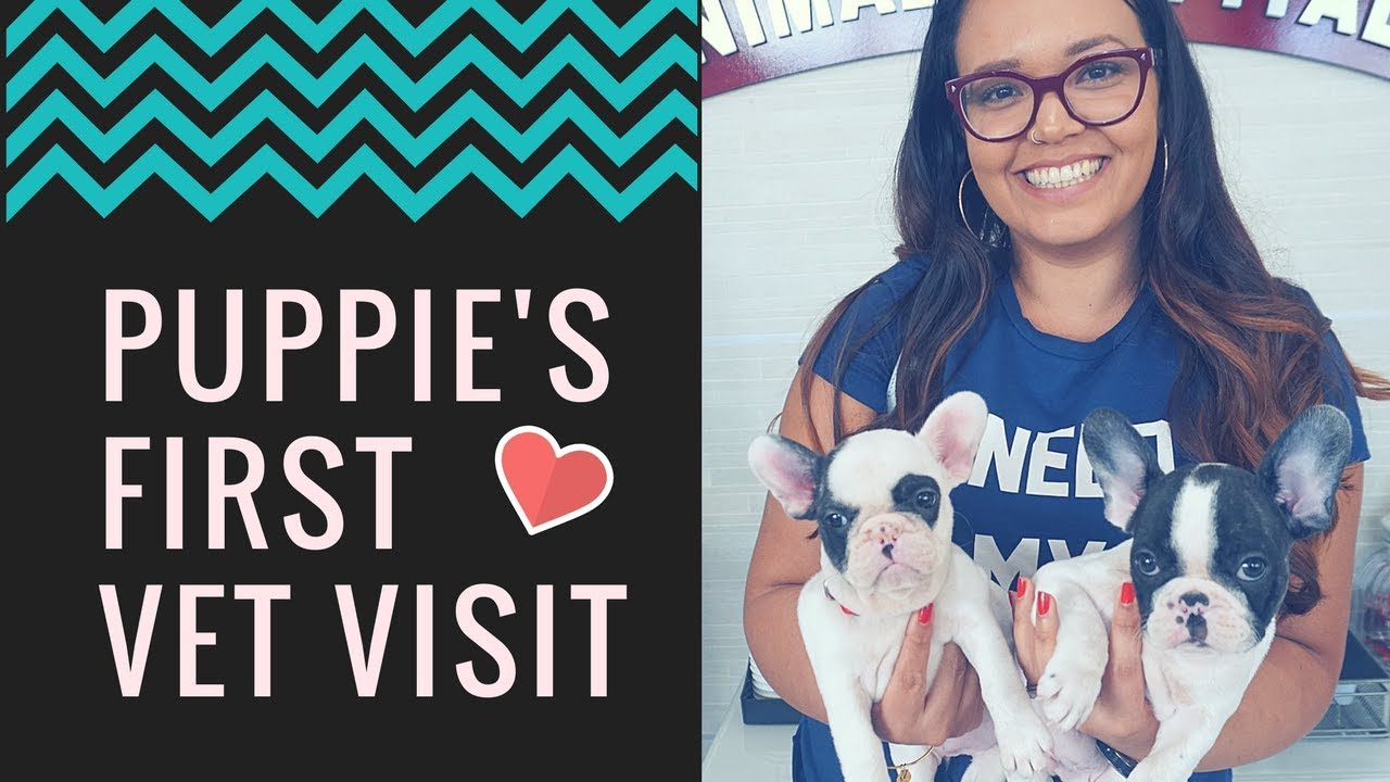 Our Puppy First Vet Visit | We Learn How To Clean French Bulldog's Ear | Reunites With Brother