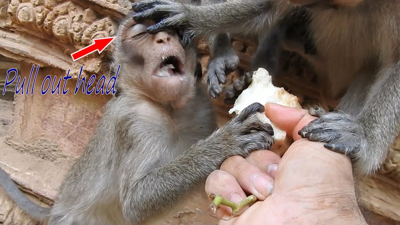 Supper Hungry..Extremely grabbing food in group poor little baby monkey, Pity monkeys hungry food