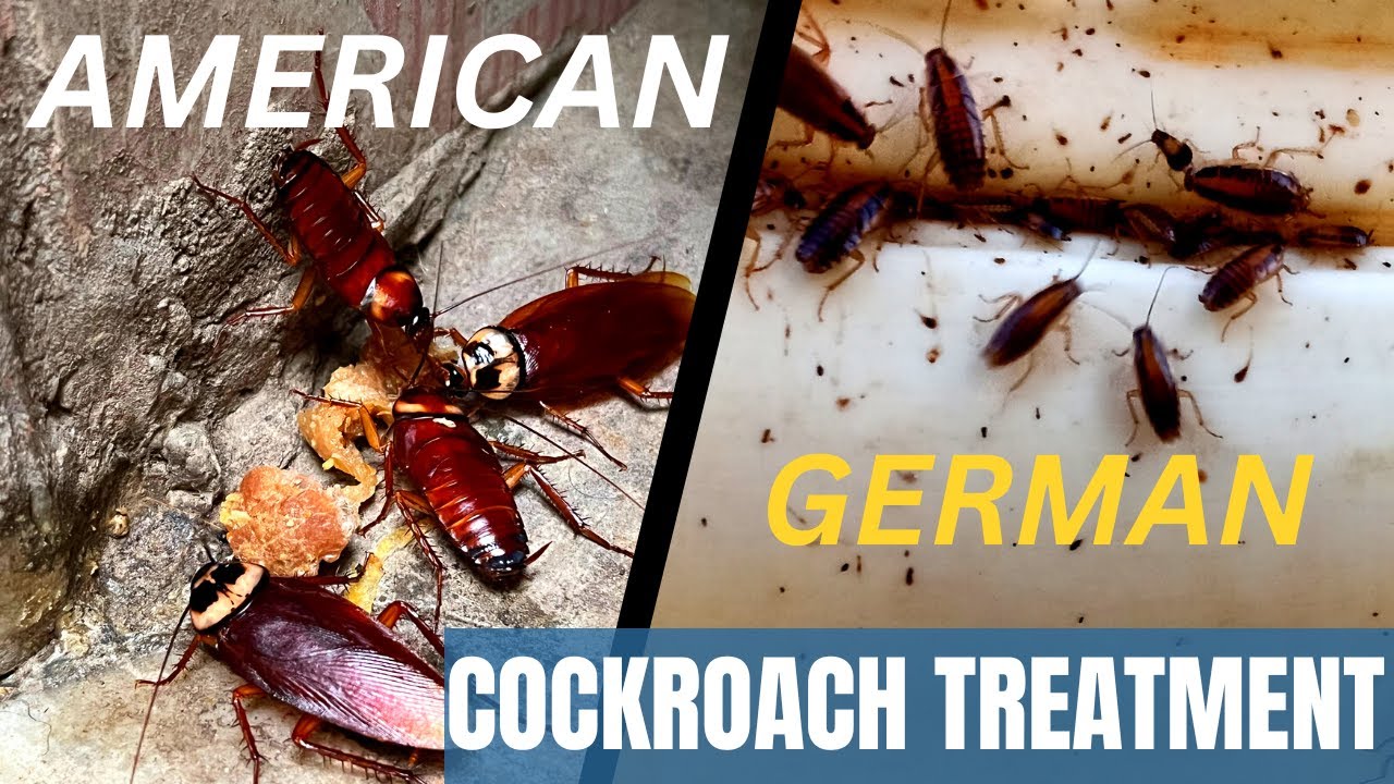 Cockroach control treatment | How get rid of roaches | Best chemical for cockroach treatment