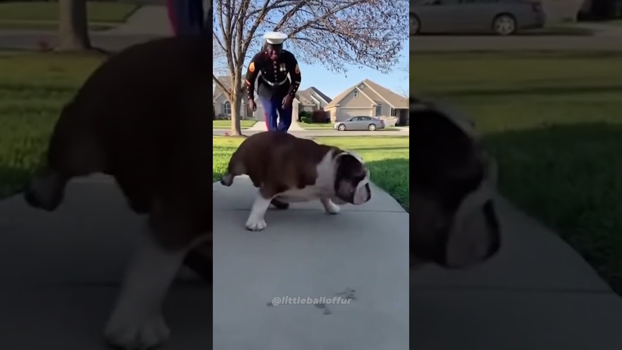 😭5 Dogs Who Finally Saw Their Heroes! 🎖️ 