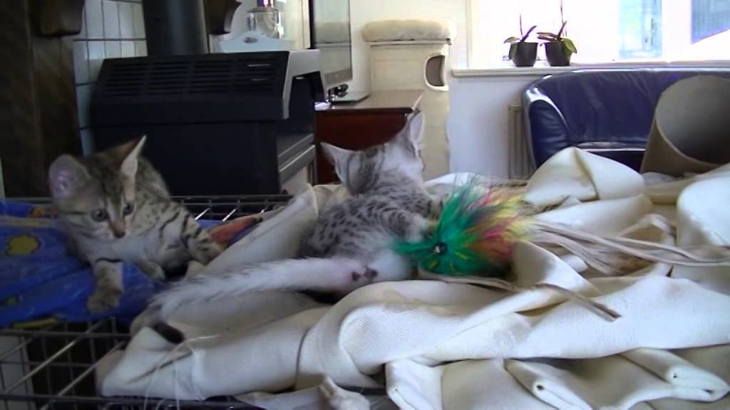 Egyptian Mau kittens 2015 part 5