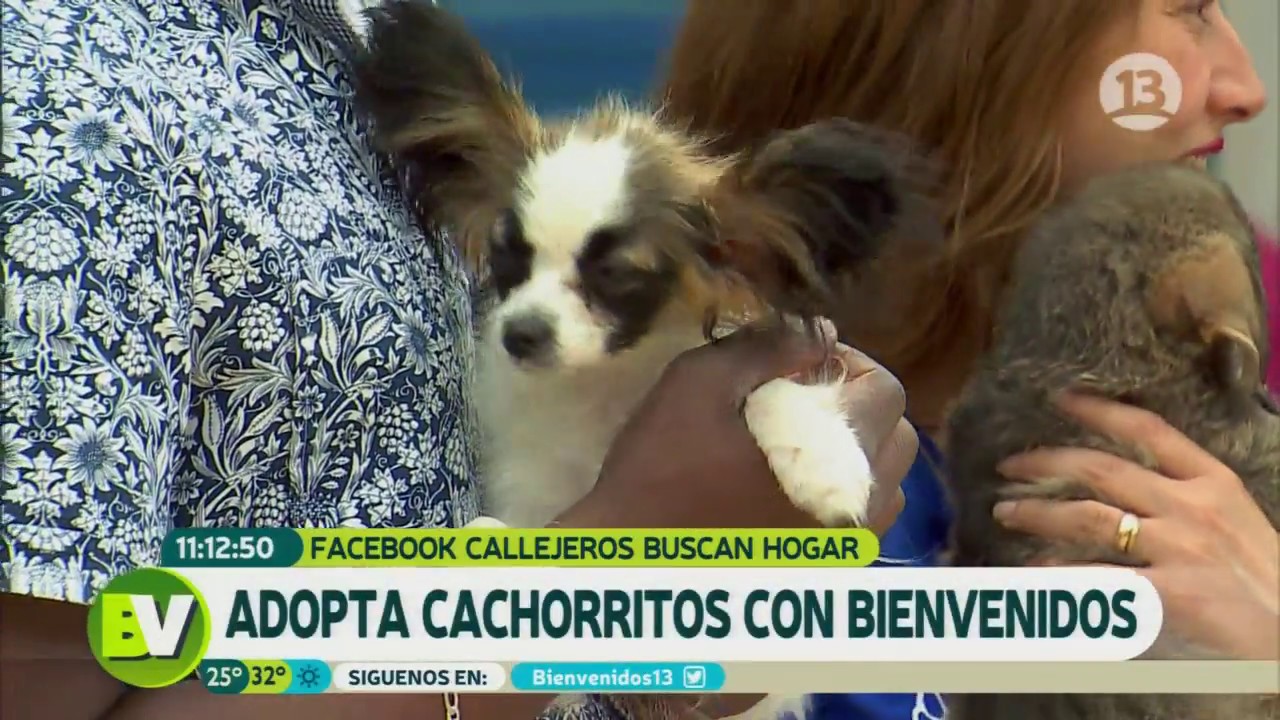 Hermosos cachorritos visitaron el estudio (Parte 2) | Bienvenidos