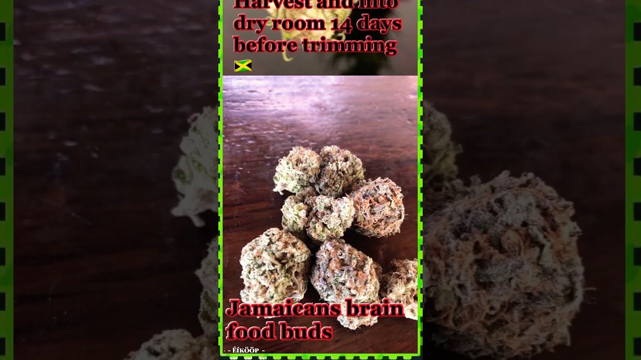 How to grow cannabis